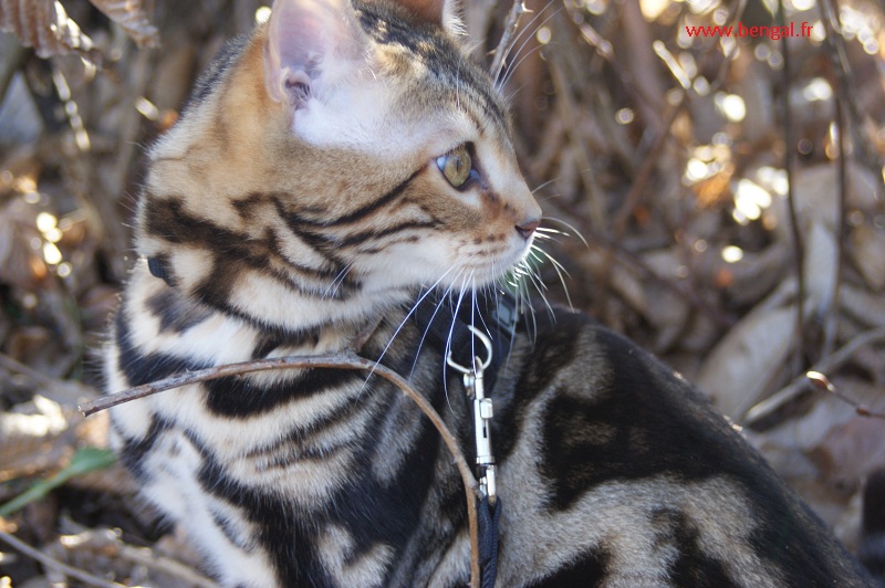 chats bengal MARBRE, Chatterie KAWALIK BENGAL